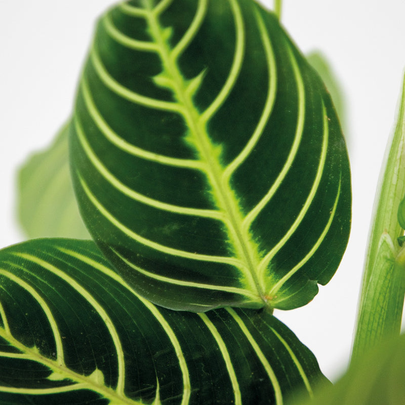 Maranta Lemon Lime – Plante d'Intérieur