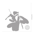 Maranta Lemon Lime – Plante d'Intérieur