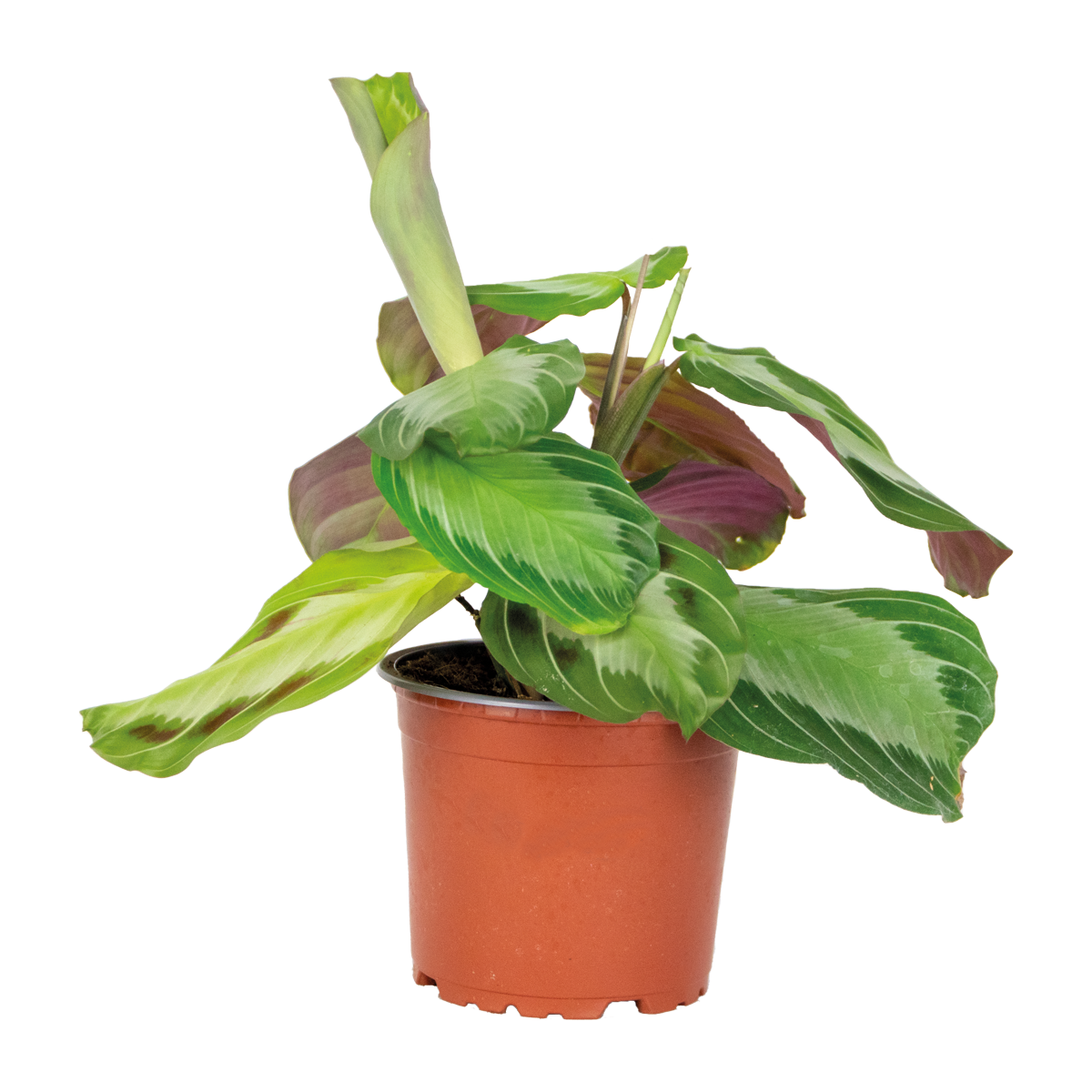Maranta Silverband – Plante D'Intérieur
