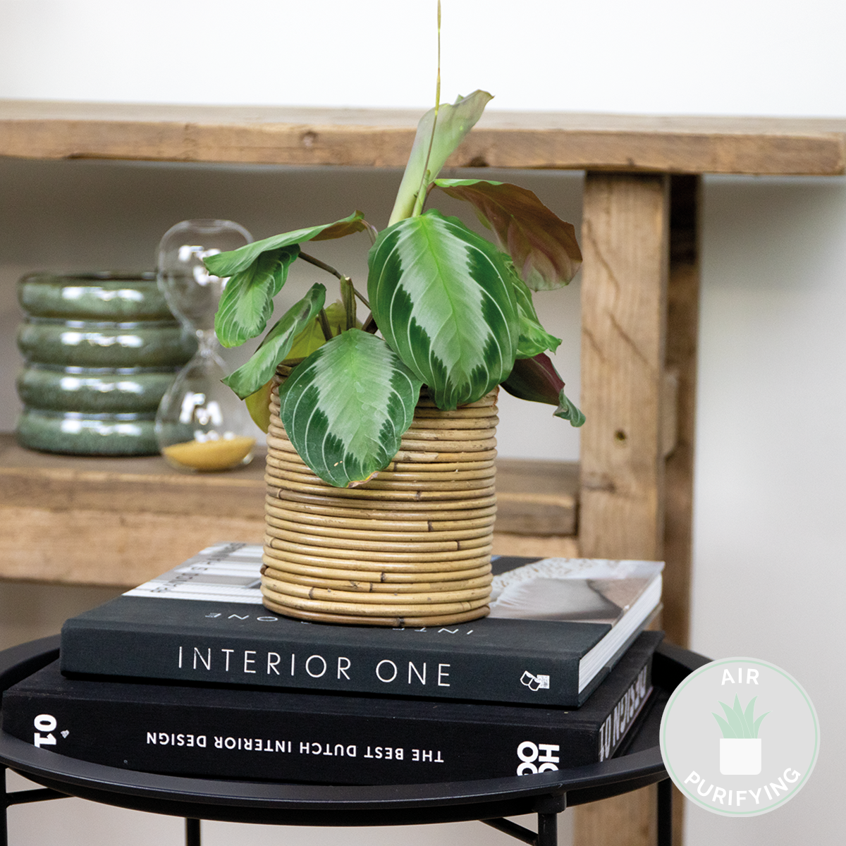 Maranta Silverband – Plante D'Intérieur