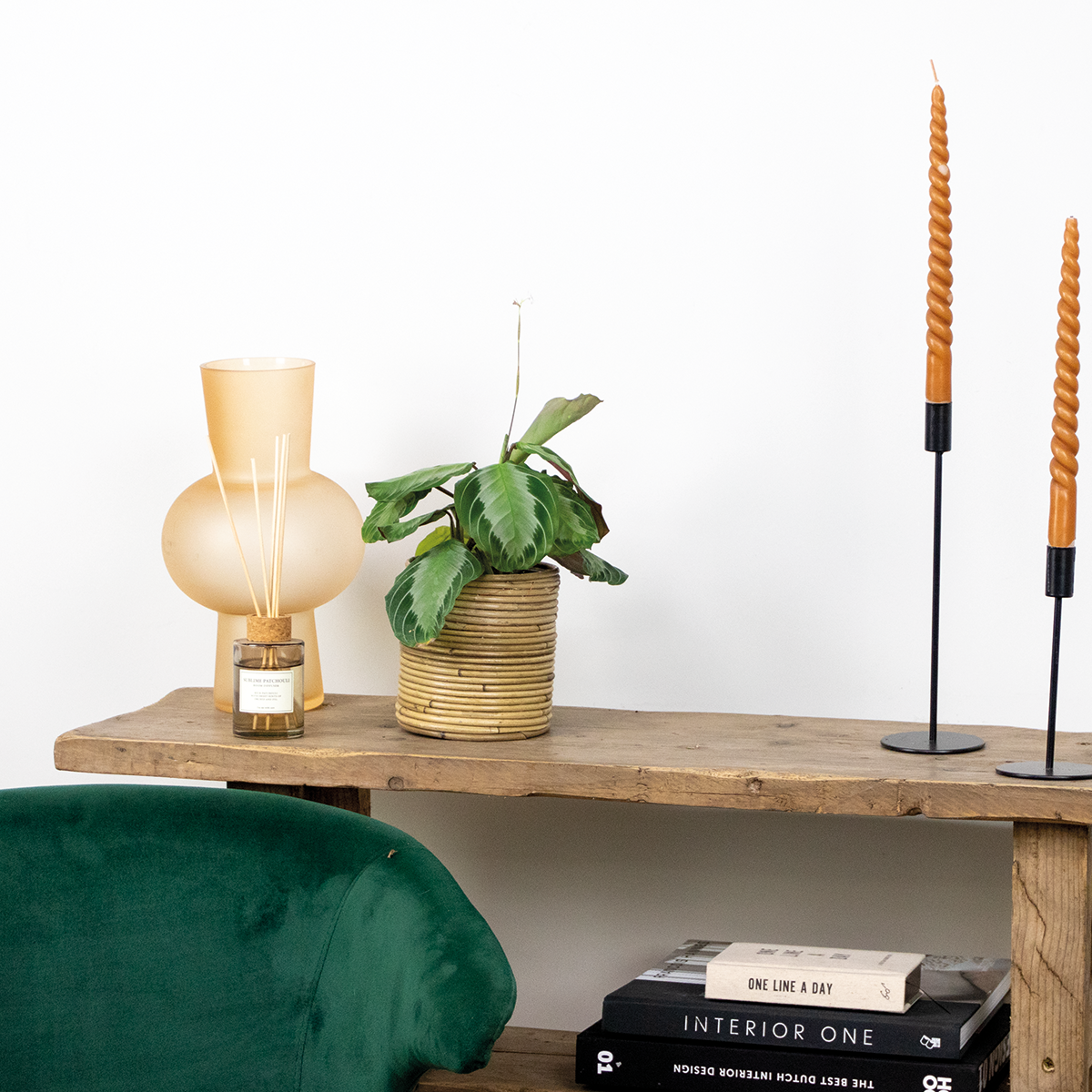 Maranta Silverband – Plante D'Intérieur