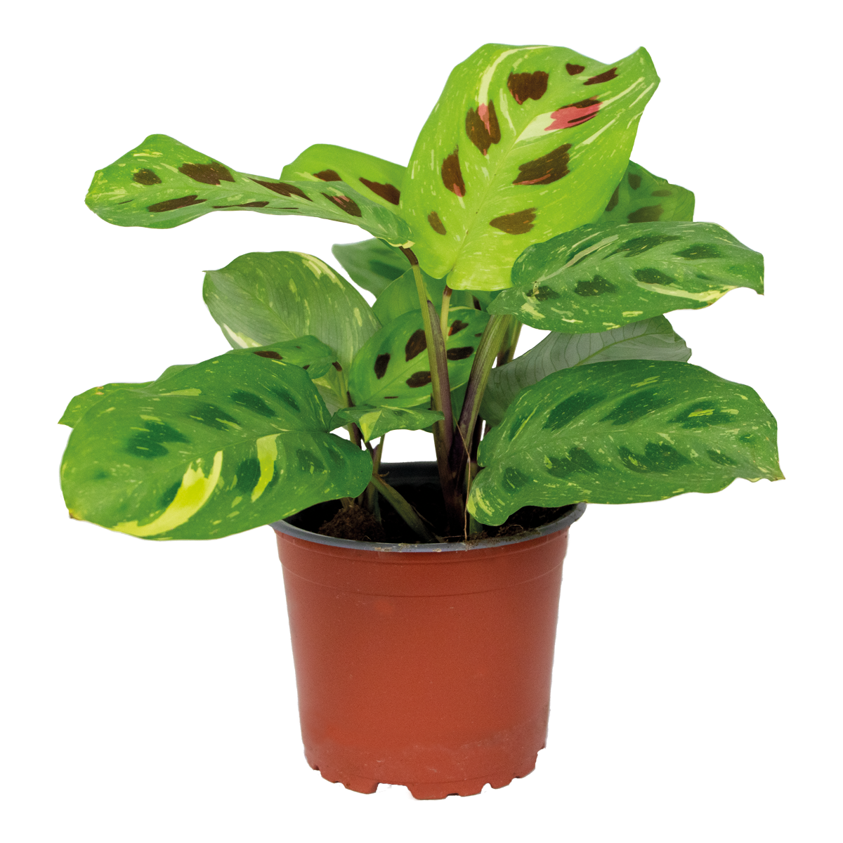 Maranta Variegata – Houseplant