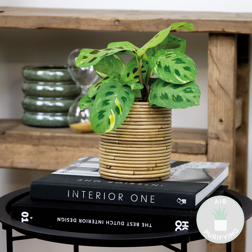 Maranta Variegata – Houseplant