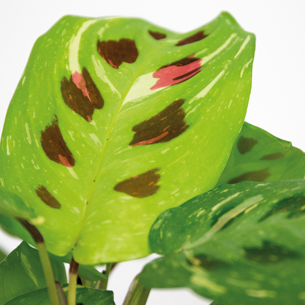Maranta Variegata – Houseplant