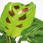 Maranta Variegata – Houseplant