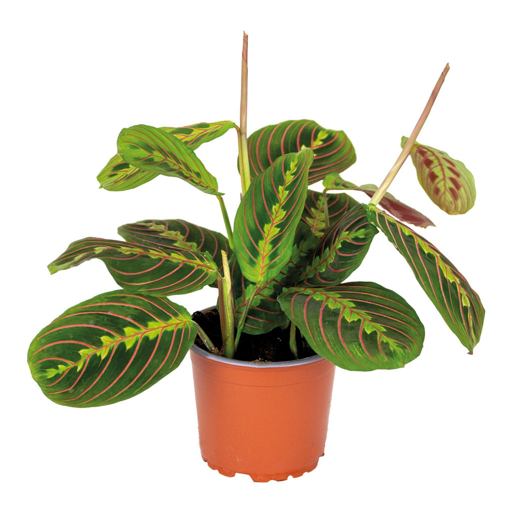 Maranta Tricolor – Planta de interior