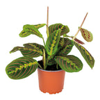 Maranta Tricolor – Planta de interior