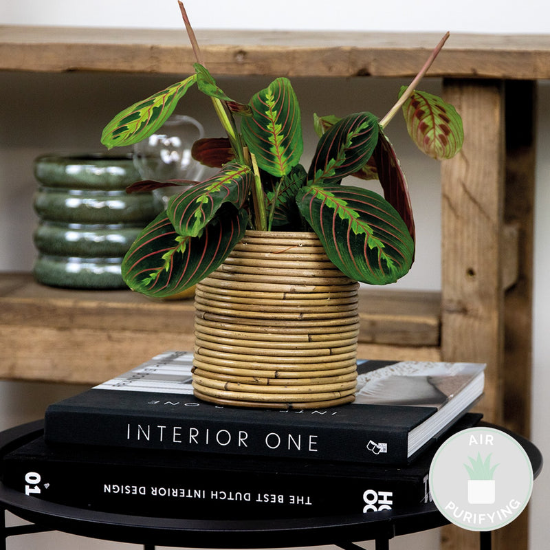 Maranta Tricolor – Plante d'Intérieur