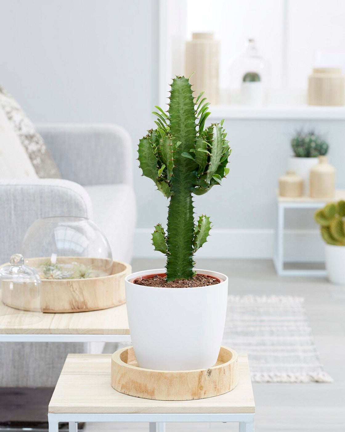 Cowboy Cactus Euphorbia – Indoor Plant