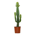 Cowboy Cactus Euphorbia – Indoor Plant