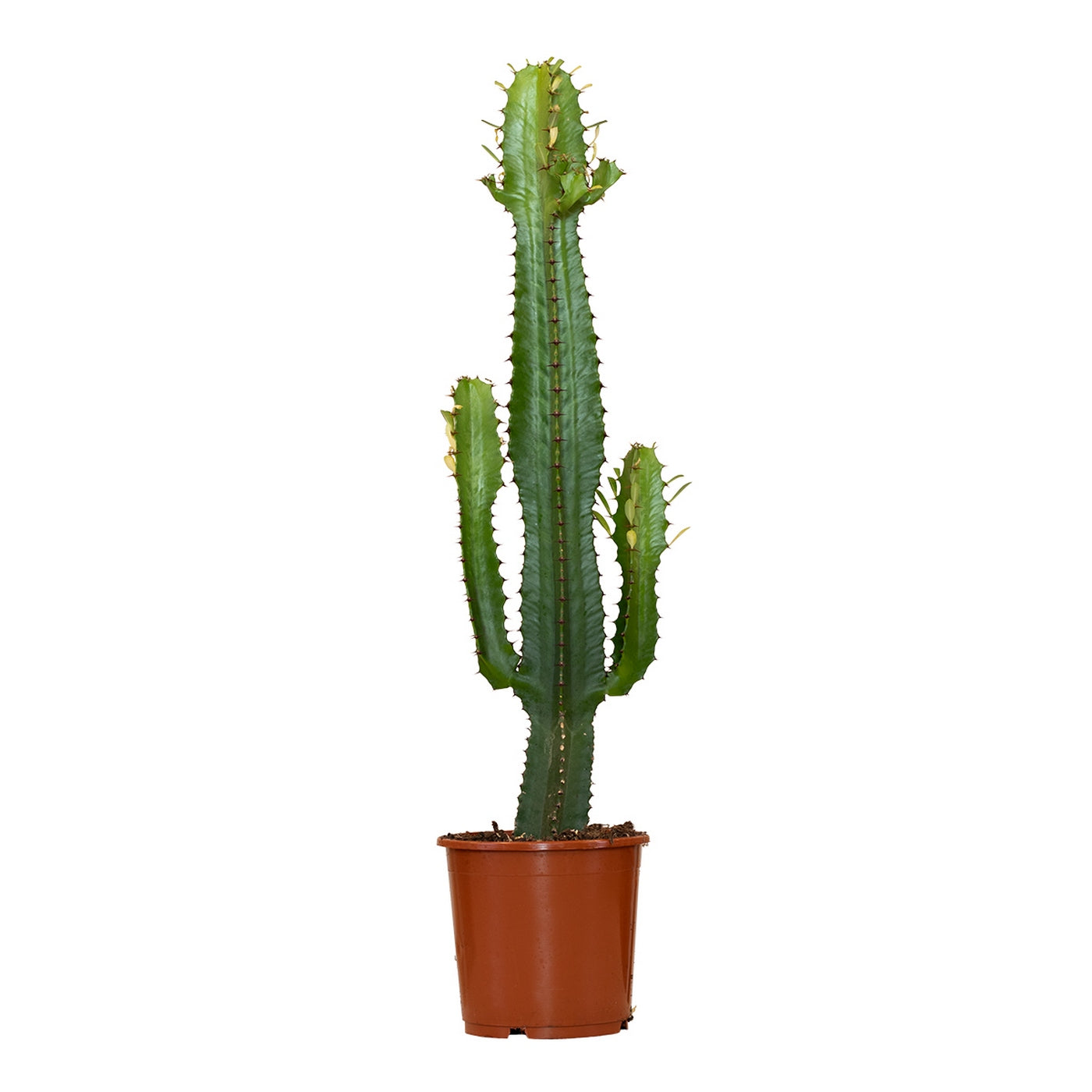 Cowboy Cactus Euphorbia – Indoor Plant