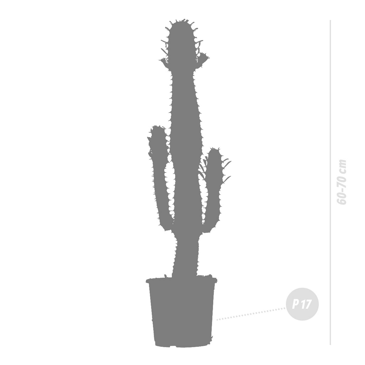 Cowboy Cactus Euphorbia – Indoor Plant