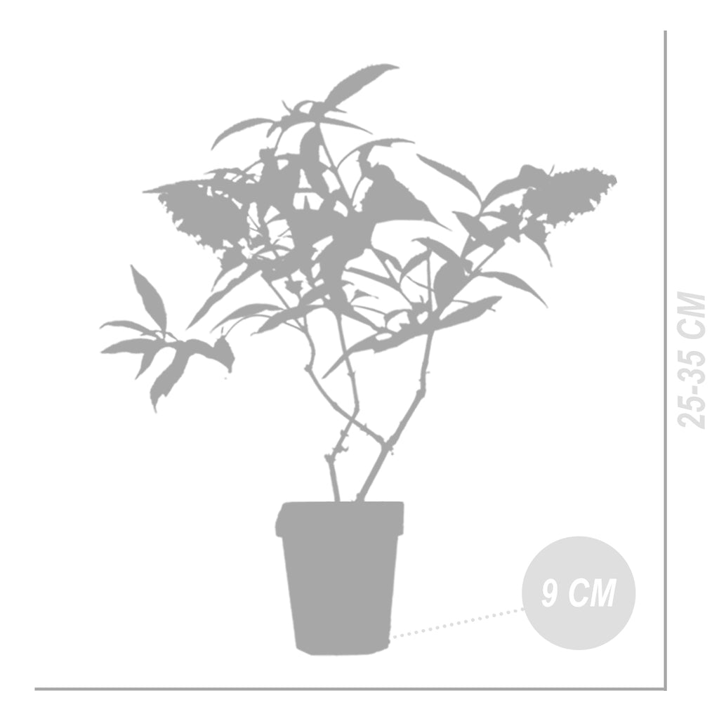 Mix of 3 Tricolour Butterfly Bushes – Outdoor Plant