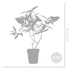 Mix of 3 Tricolour Butterfly Bushes – Outdoor Plant