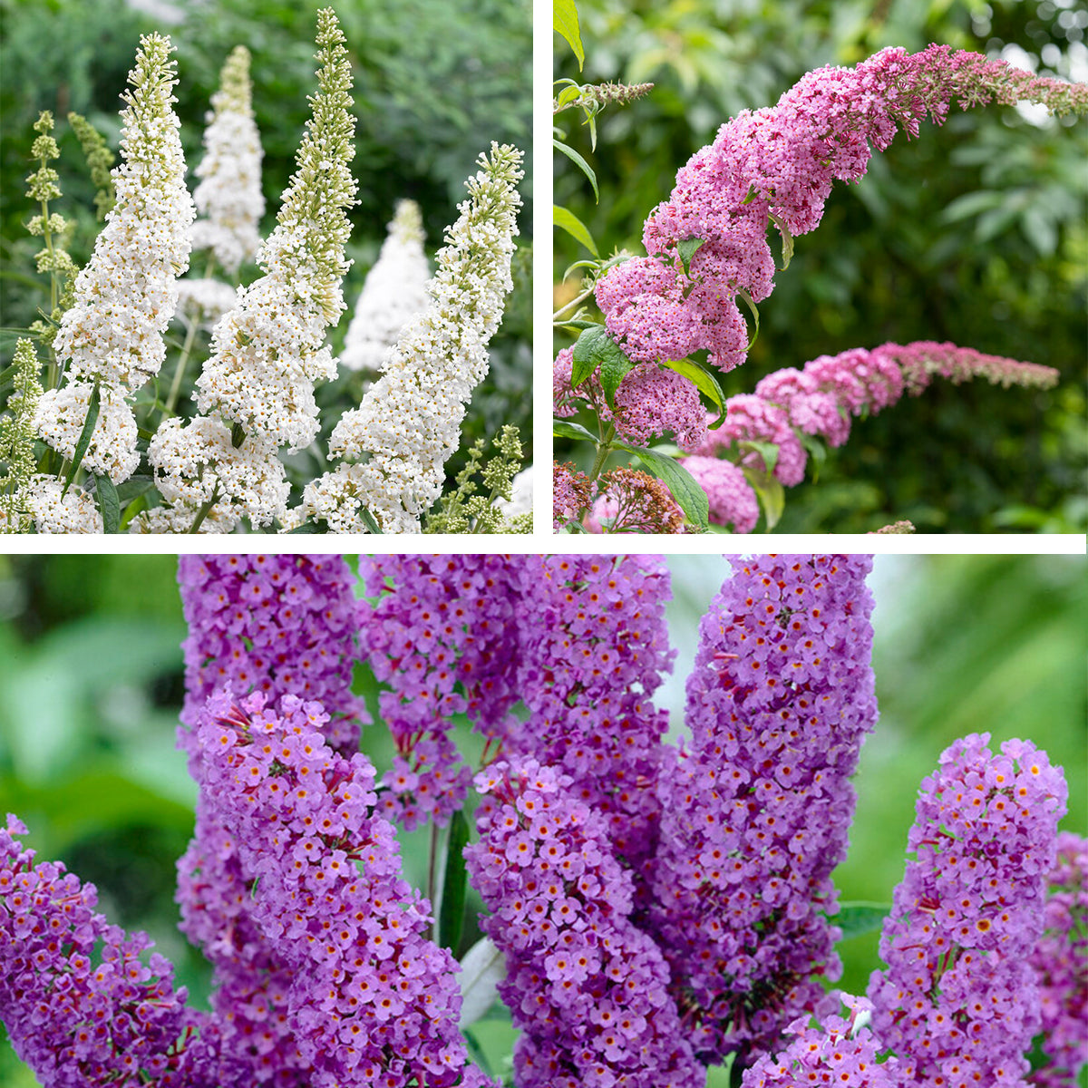 Mix of 3 Tricolour Butterfly Bushes – Outdoor Plant