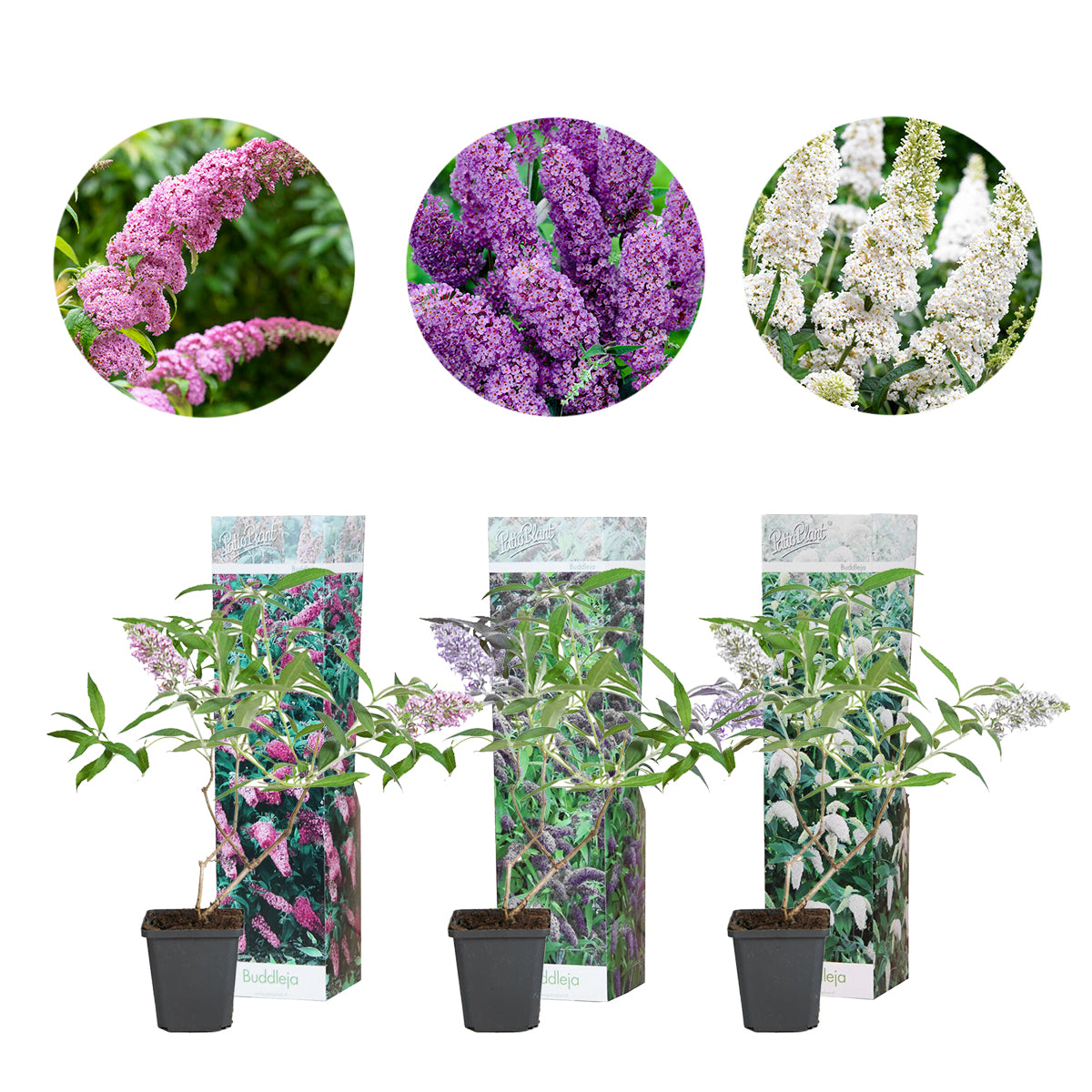 Mix of 3 Tricolour Butterfly Bushes – Outdoor Plant