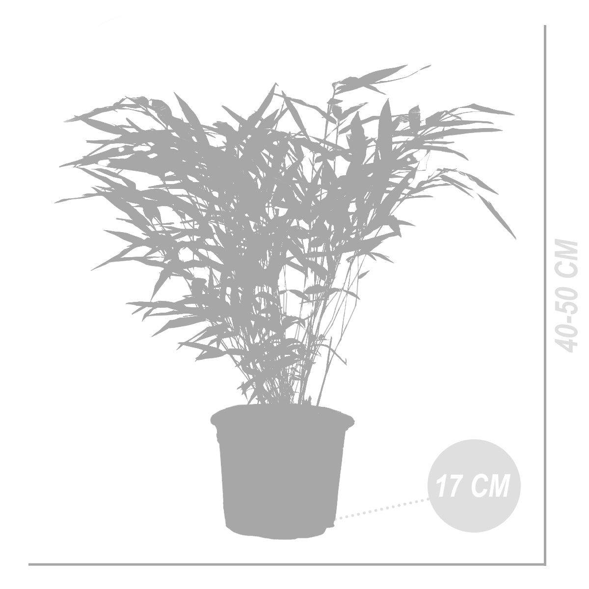 Set of 2 Formidable XL Bamboos – Outdoor Plant