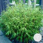 Set of 2 Formidable XL Bamboos – Outdoor Plant