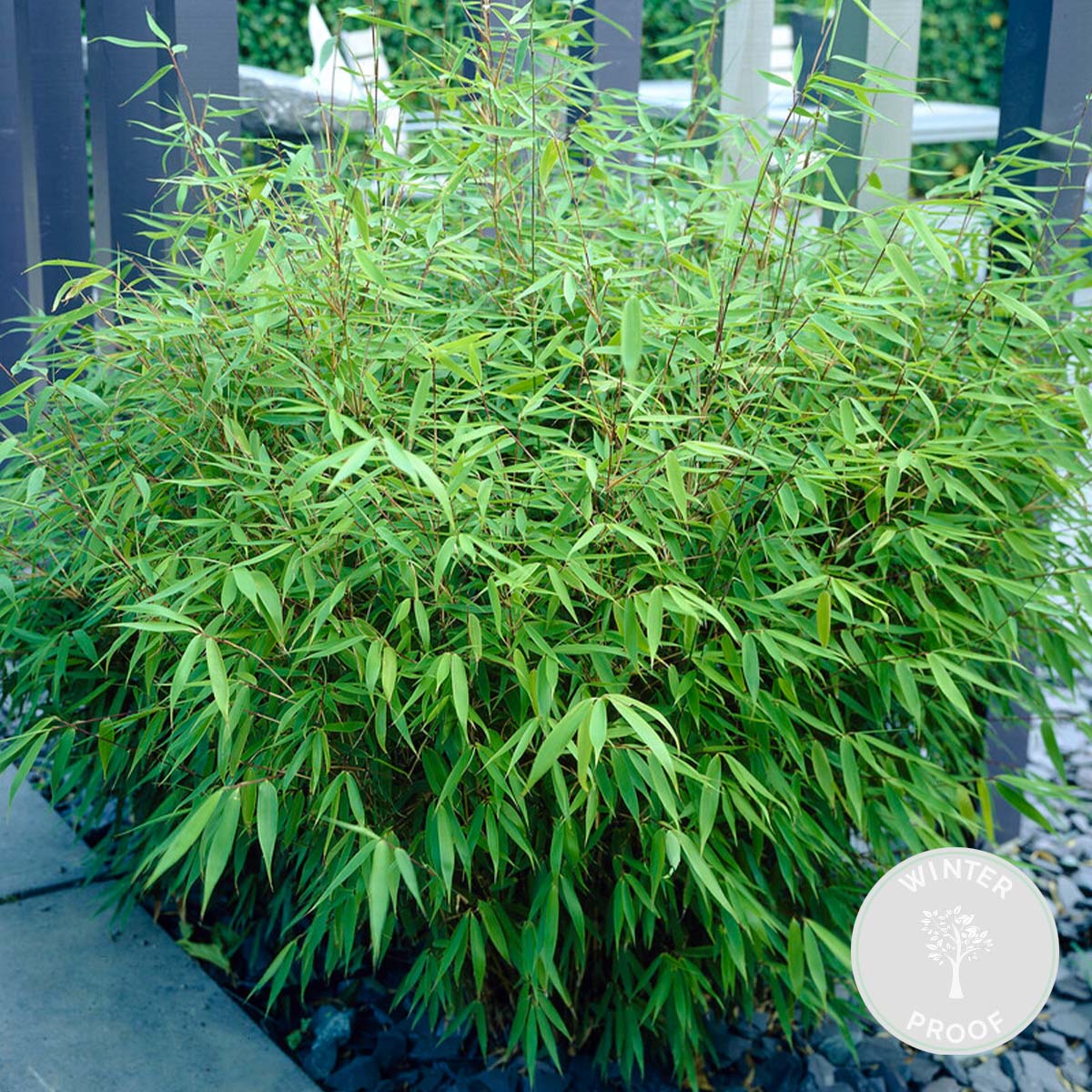 Set of 2 Formidable XL Bamboos – Outdoor Plant