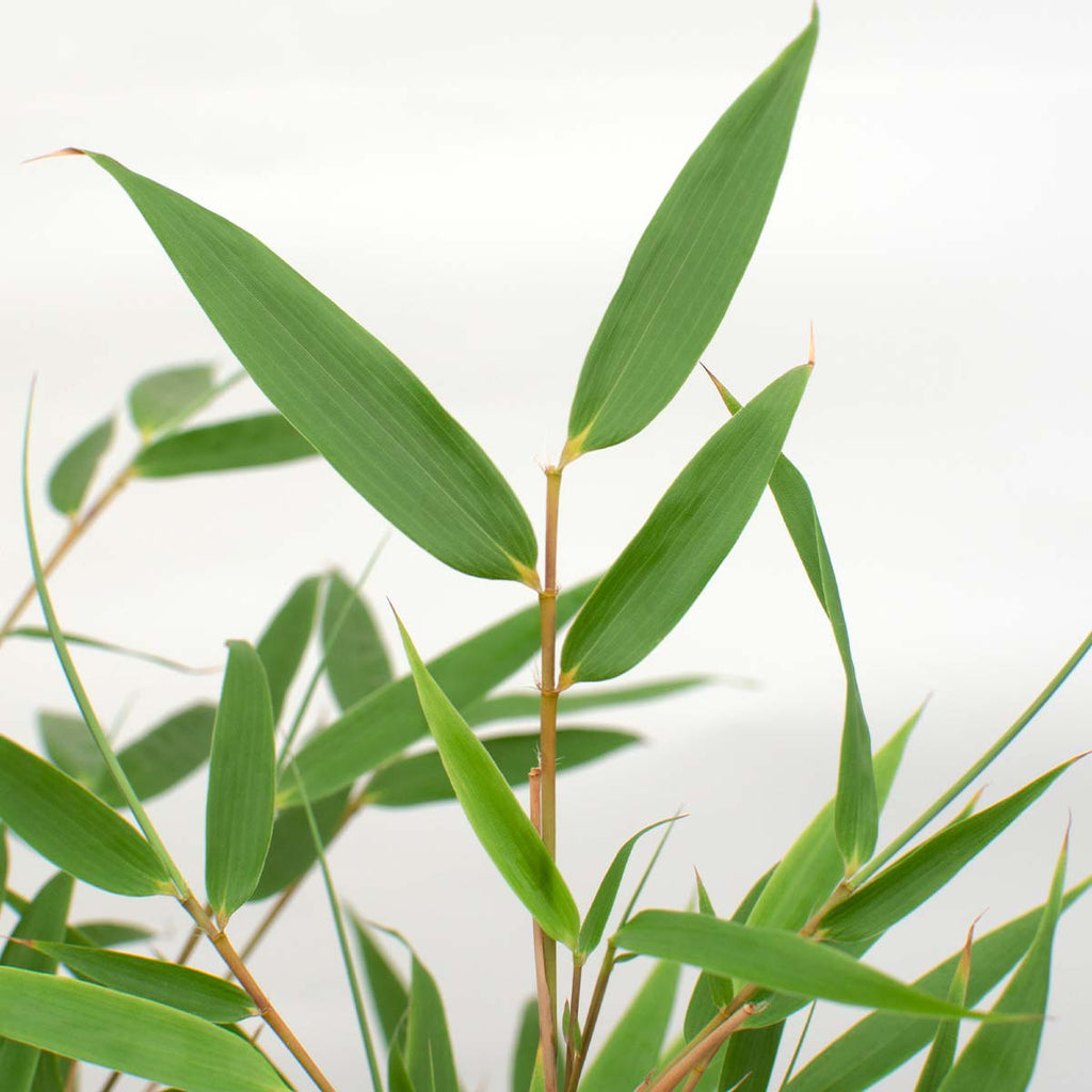 Set of 2 Formidable XL Bamboos – Outdoor Plant