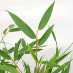 Set of 2 Formidable XL Bamboos – Outdoor Plant