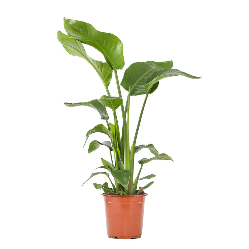 Strelitzia Nicolai