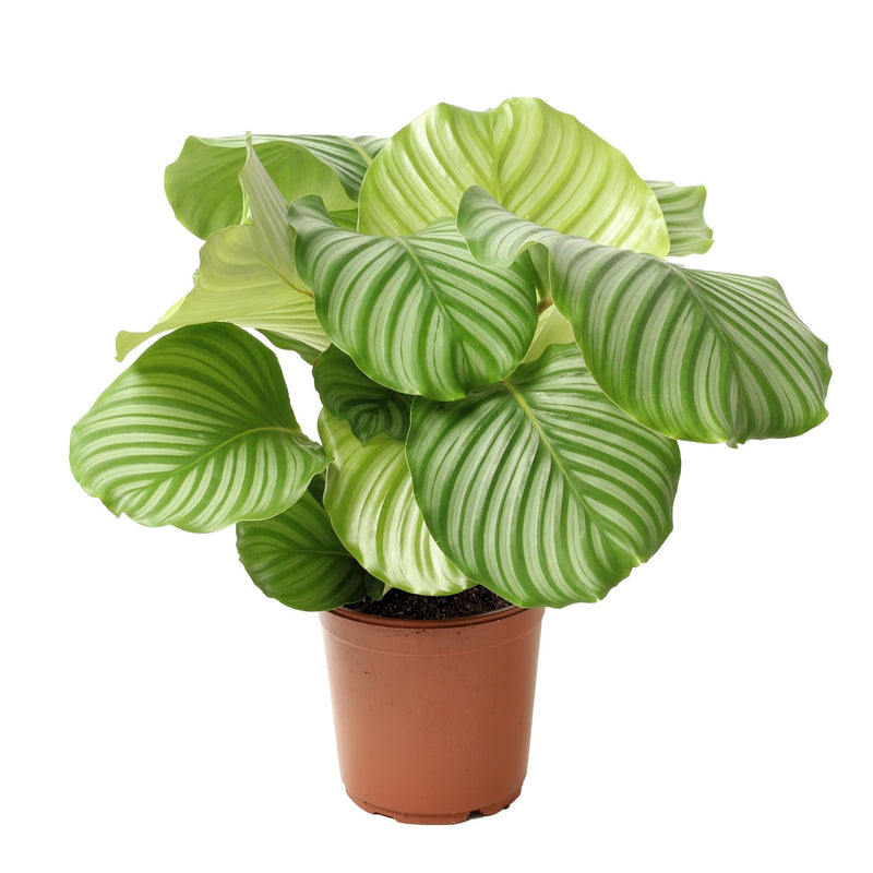 Calathea Orbifolia