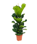 Ficus Lyrata