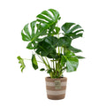 Monstera deliciosa – Planta de interior