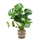 Monstera deliciosa – Planta de interior