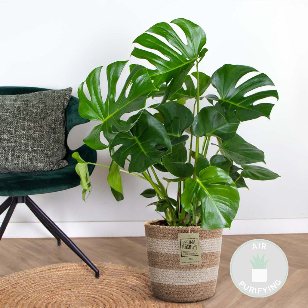 Monstera deliciosa – Planta de interior