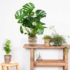 Monstera deliciosa – Planta de interior