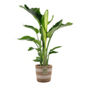Strelitzia Nicolai – Indoor Plant