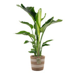Strelitzia Nicolai – Indoor Plant