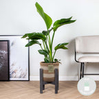 Strelitzia Nicolai – Indoor Plant