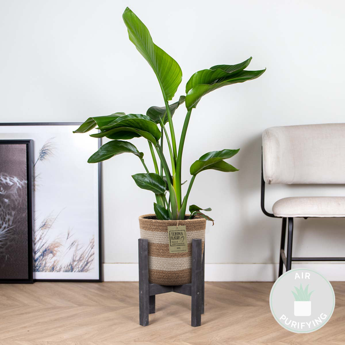 Strelitzia Nicolai – Indoor Plant