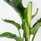 Strelitzia Nicolai – Indoor Plant