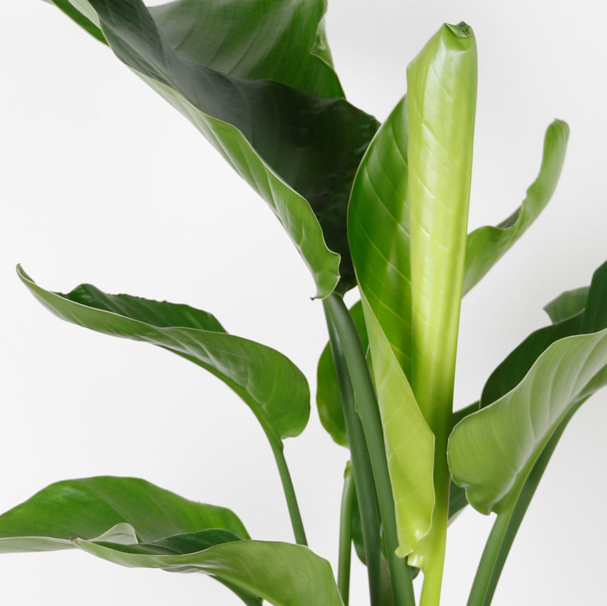 Strelitzia Nicolai – Indoor Plant