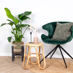 Strelitzia Nicolai – Indoor Plant