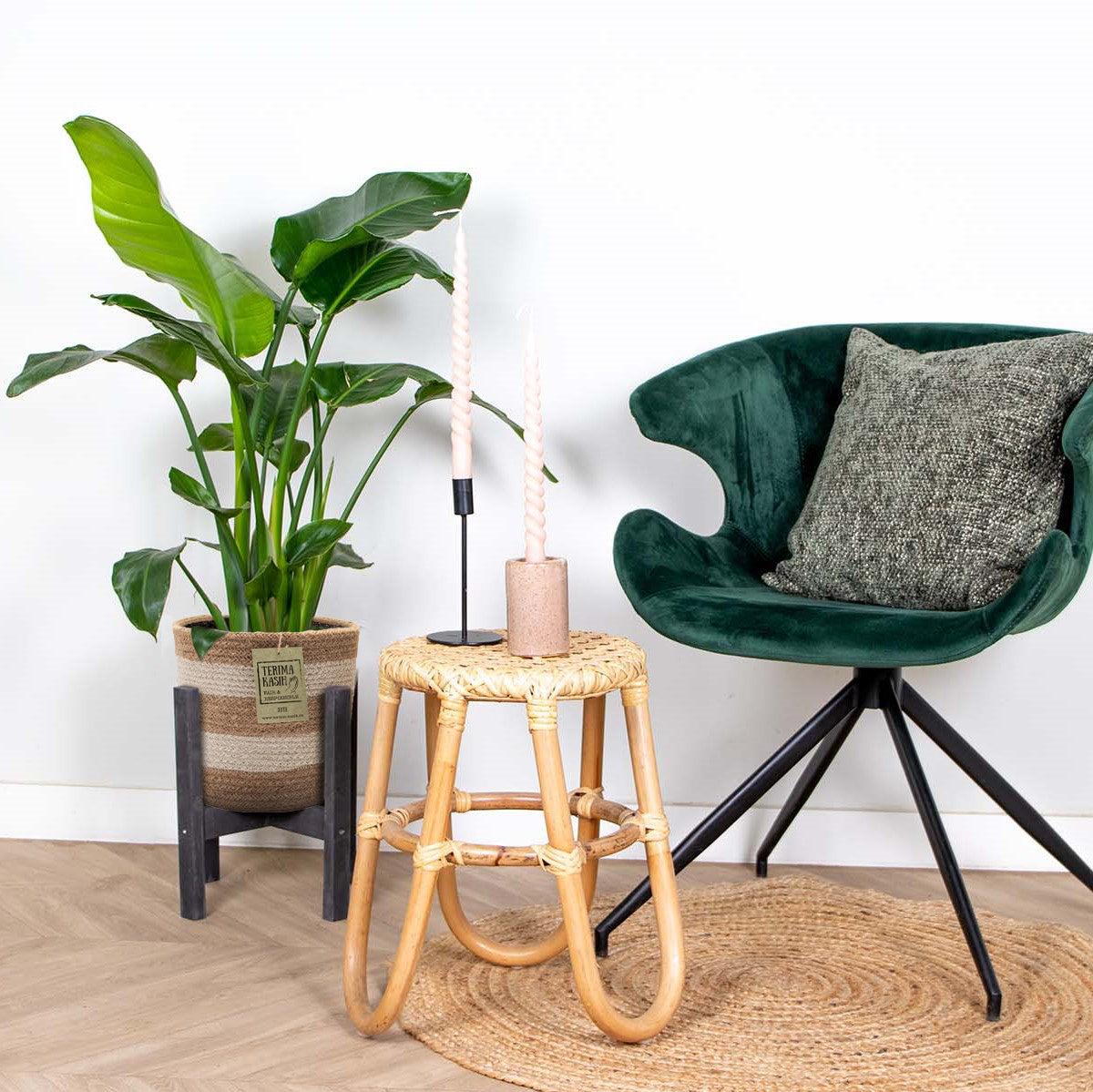 Strelitzia Nicolai – Indoor Plant