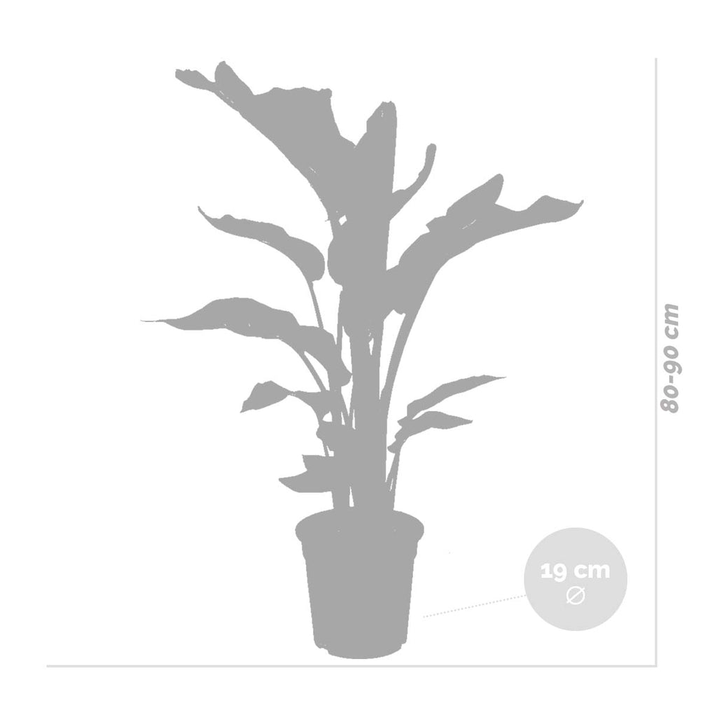 Strelitzia Nicolai – Indoor Plant