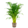 Palmera areca – Planta de interior
