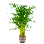 Palmera areca – Planta de interior