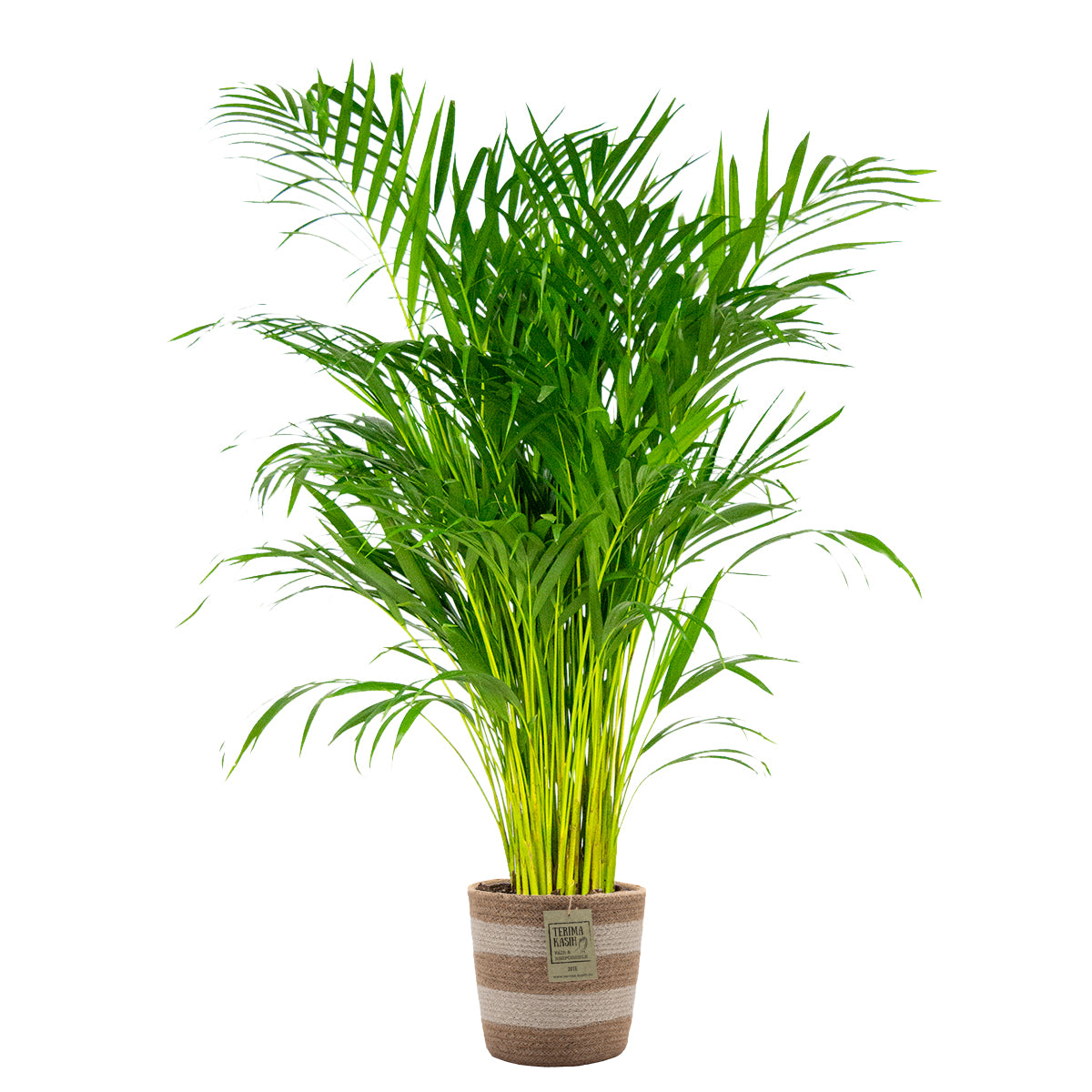 Palmera areca – Planta de interior