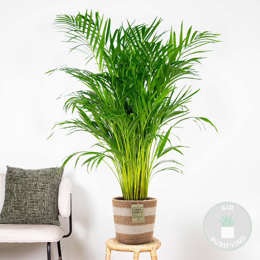 Palmera areca – Planta de interior