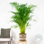 Palmera areca – Planta de interior