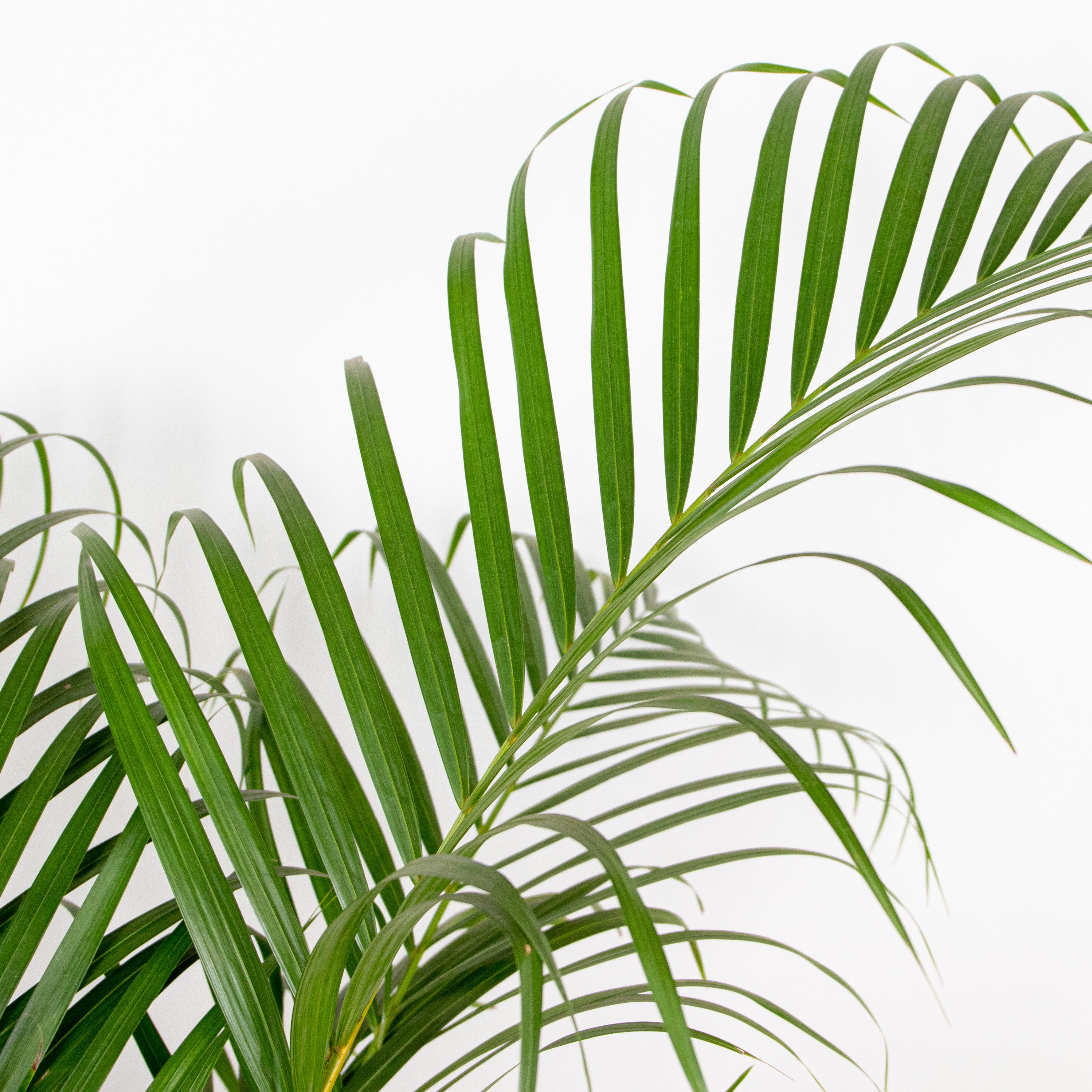 Palmera areca – Planta de interior