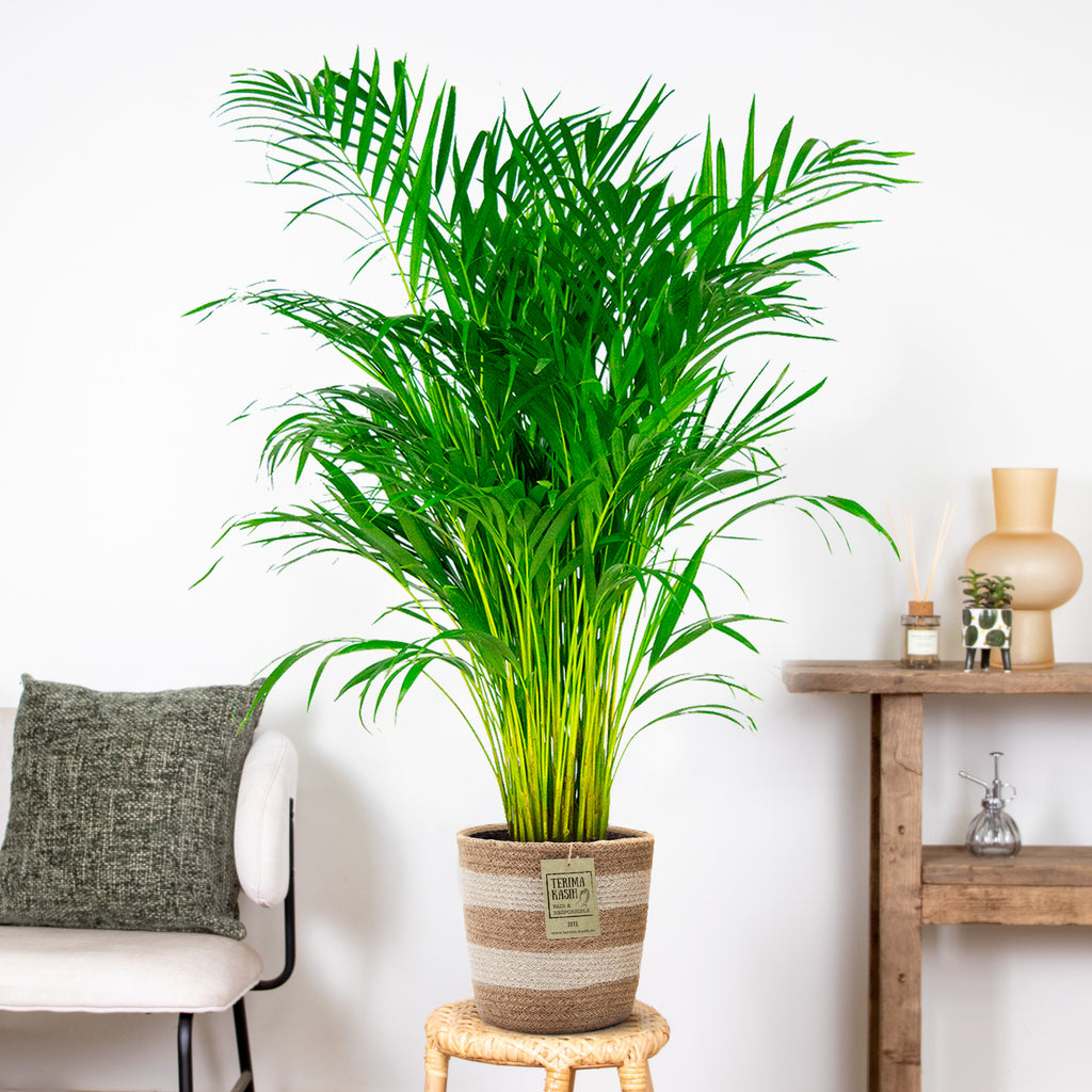 Palmera areca – Planta de interior