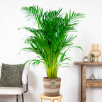 Palmera areca – Planta de interior