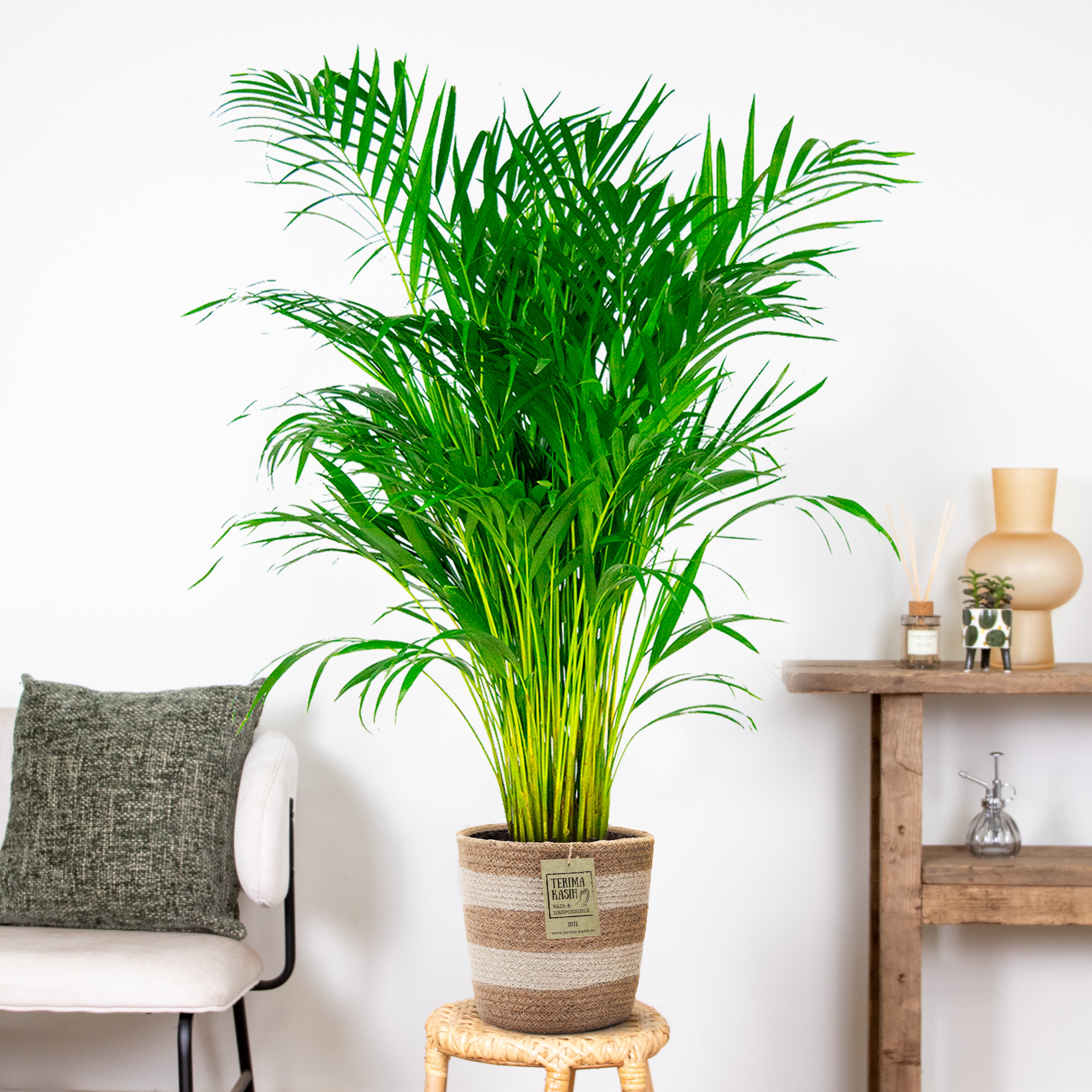 Palmera areca – Planta de interior